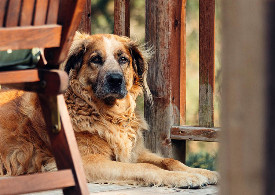 A large brown dog rests on a wooden deck