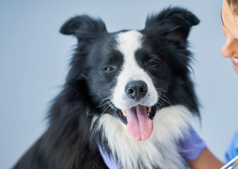 A veterinarian examines a dog while a woman supports its muzzle with care