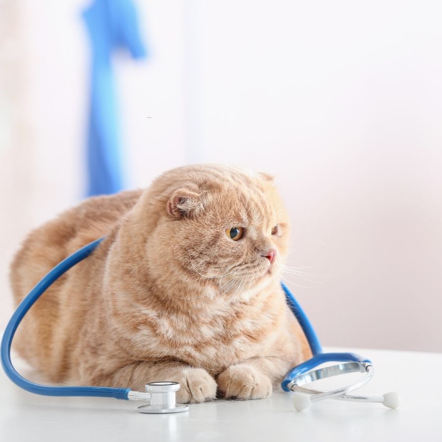 A cat wearing a stethoscope sits on a table