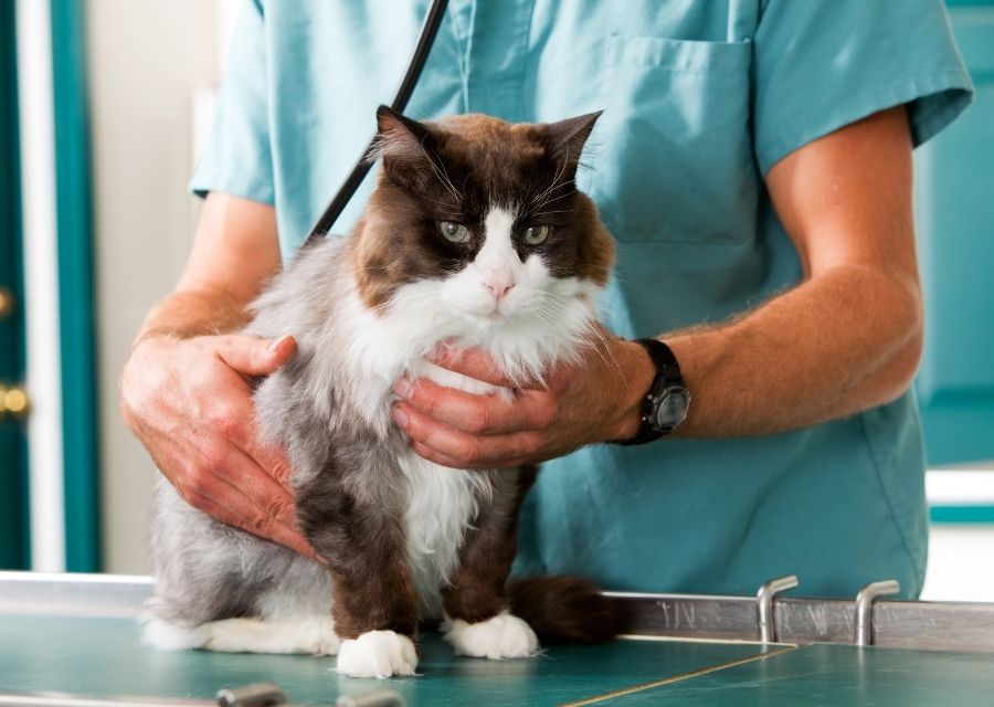 A veterinarian examines a cat using a stethoscope