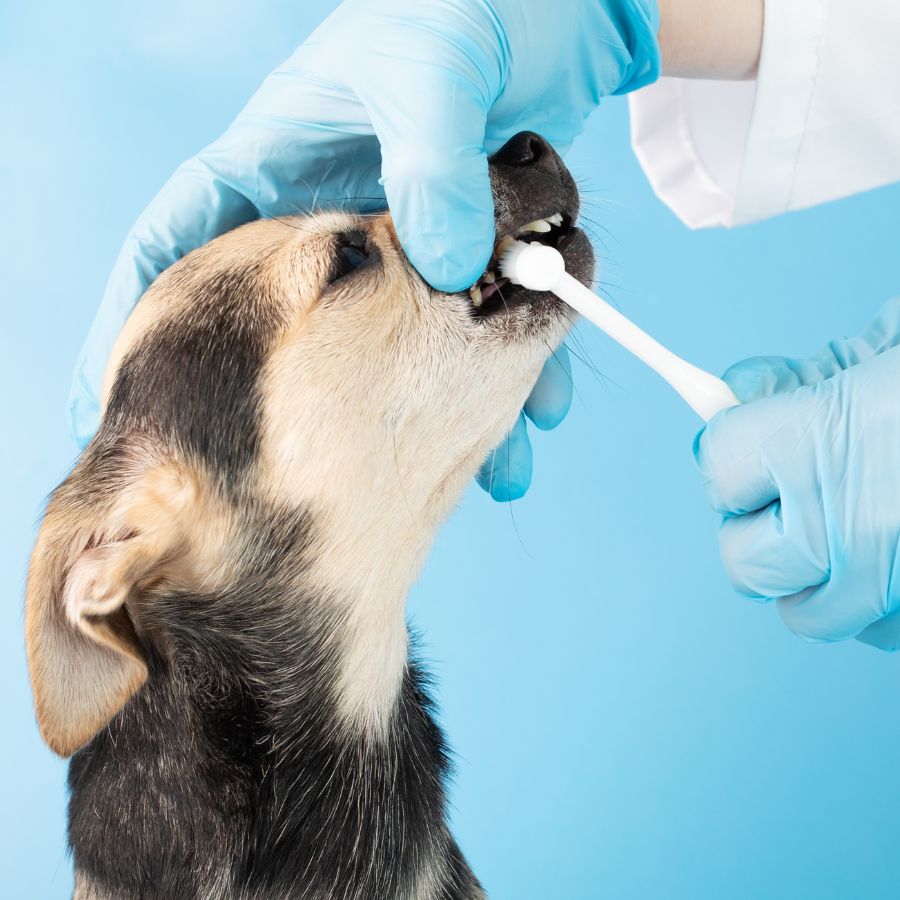 A person in a blue glove is carefully brushing a dog's teeth