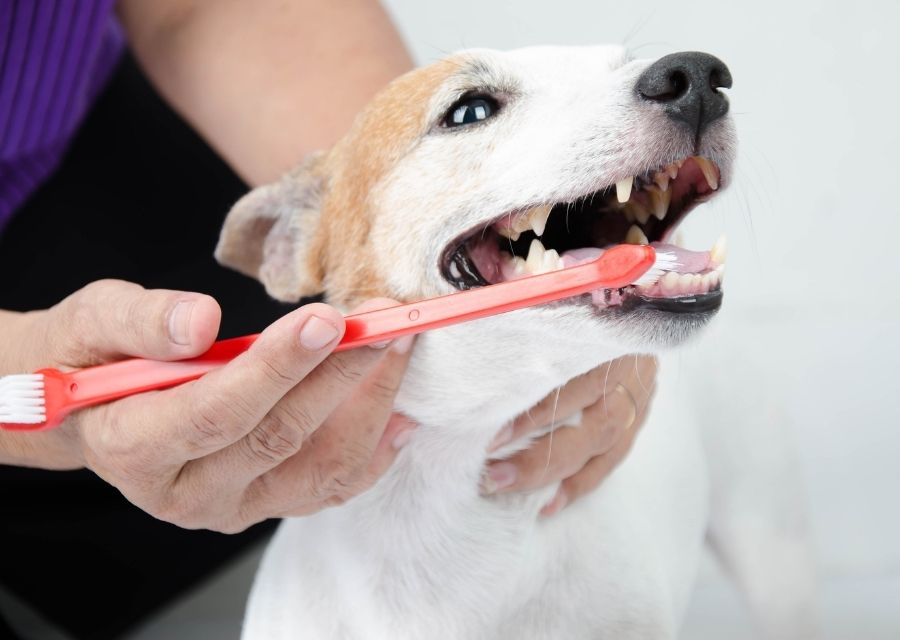 A person uses a red toothbrush to clean a dog's teeth