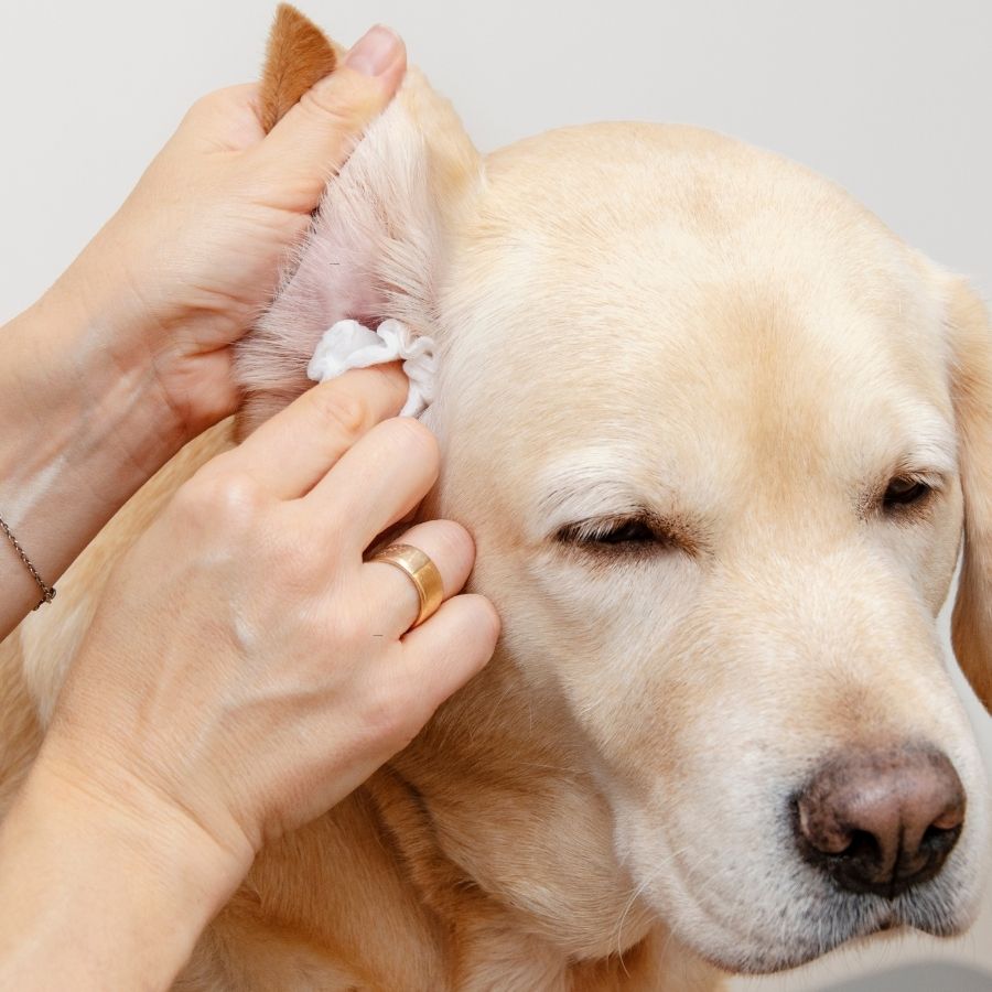 A person gently places a cotton ball on a dog's ear,