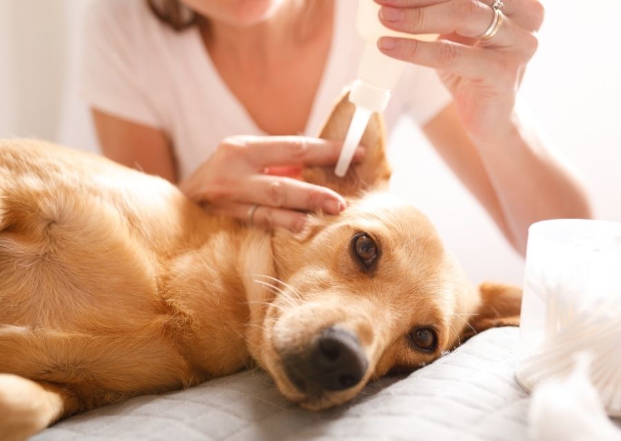 A woman is seen petting a dog lying on a bed