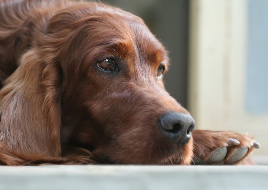 A brown dog sprawled on the ground