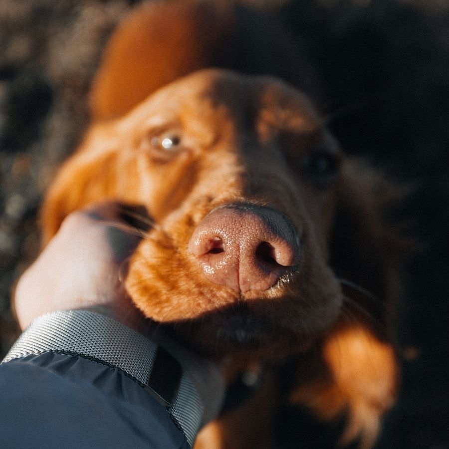 An individual cradling a dog's nose