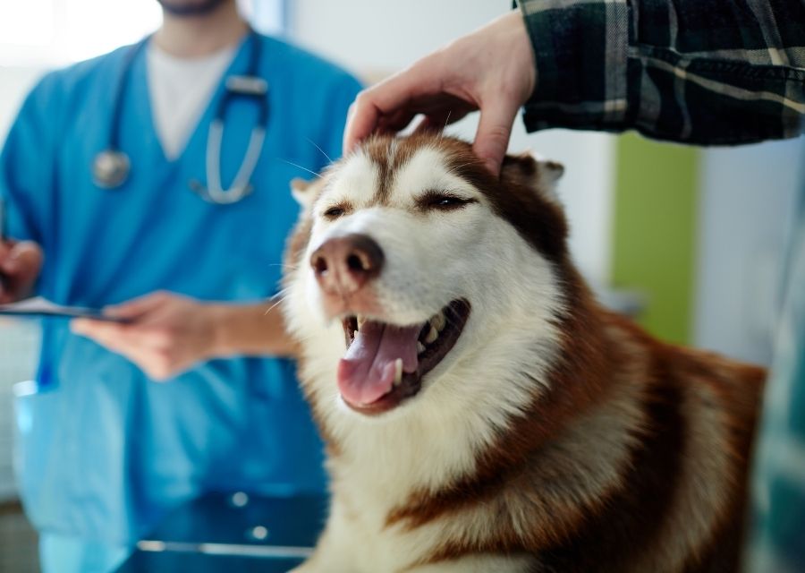 A veterinarian conducts a health examination on a dog