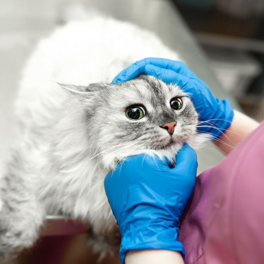 A person in blue gloves cradles a cat