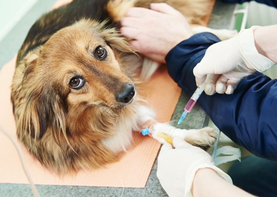 Pet Fecal Testing In Polk City, IA All Seasons Veterinary Care