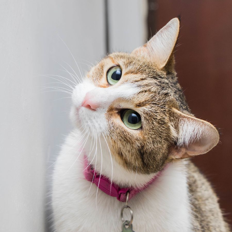 A cat with striking green eyes wearing a pink collar