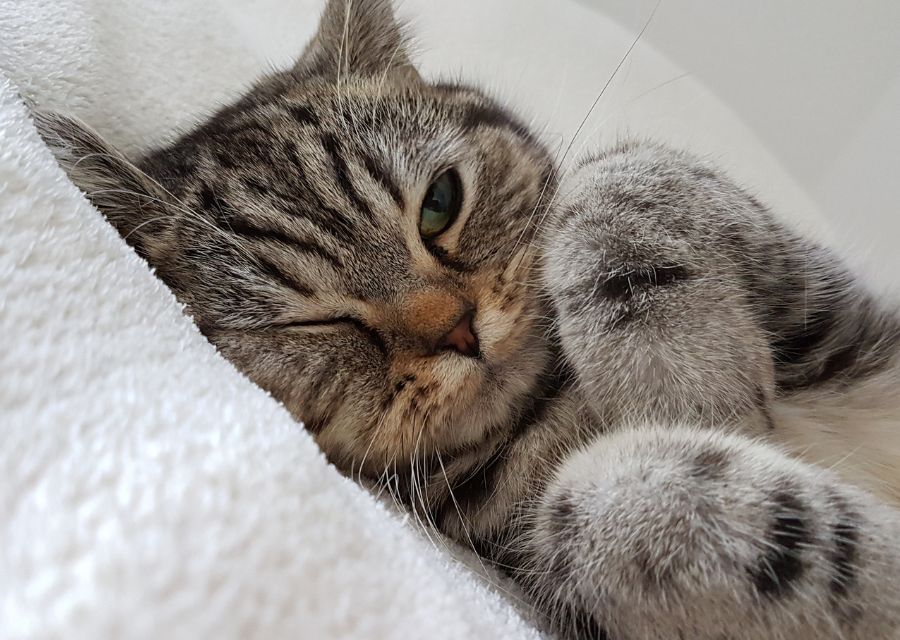 A fluffy cat sprawled on a clean white blanket