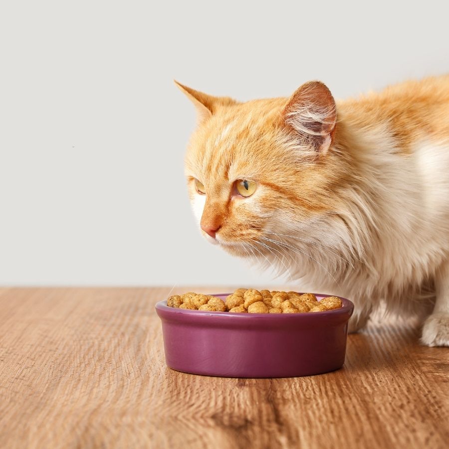 A curious cat stands next to a bowl of food