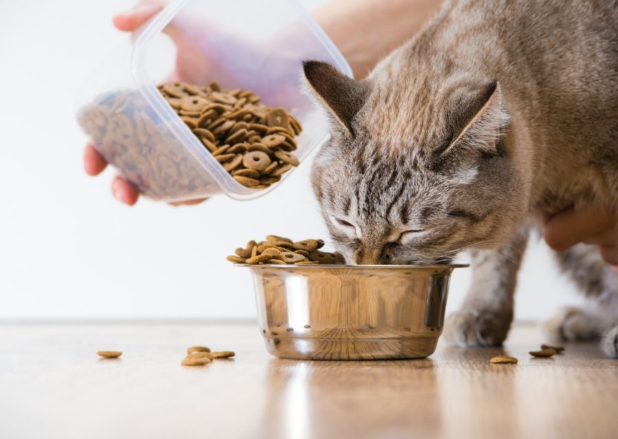 A content cat feeding from a bowl