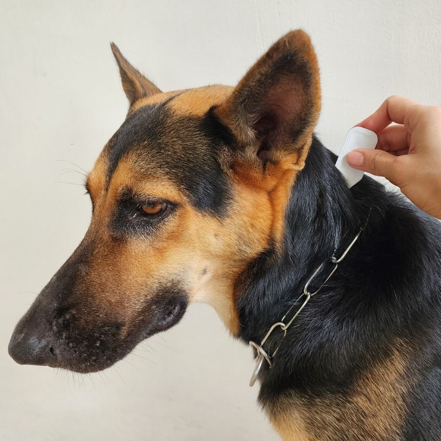 A close-up of a person holding a white tag on a dog's neck