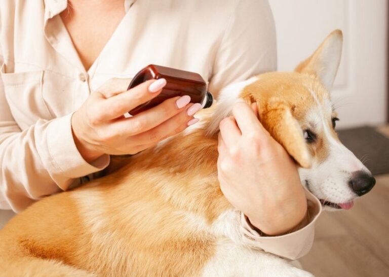 Pet Parasite Prevention In Polk City, IA All Seasons Veterinary Care