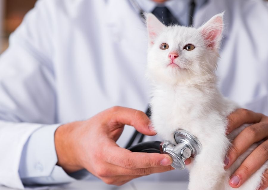 A veterinarian carefully examining a white kitten