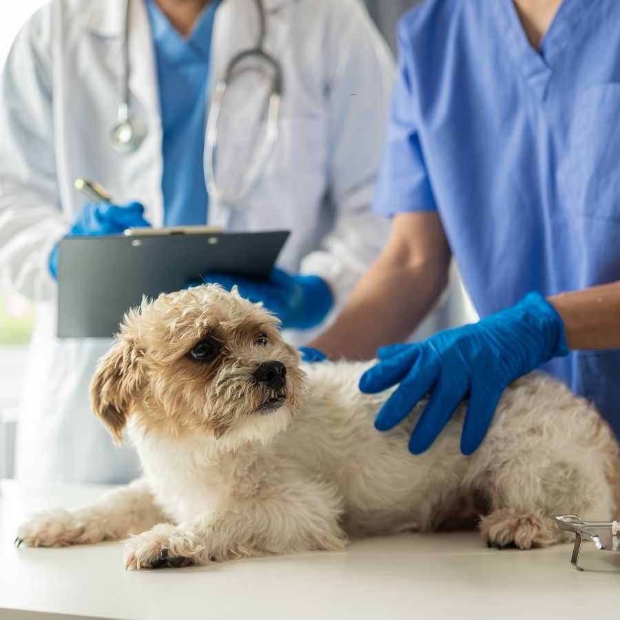 A veterinarian examines a dog