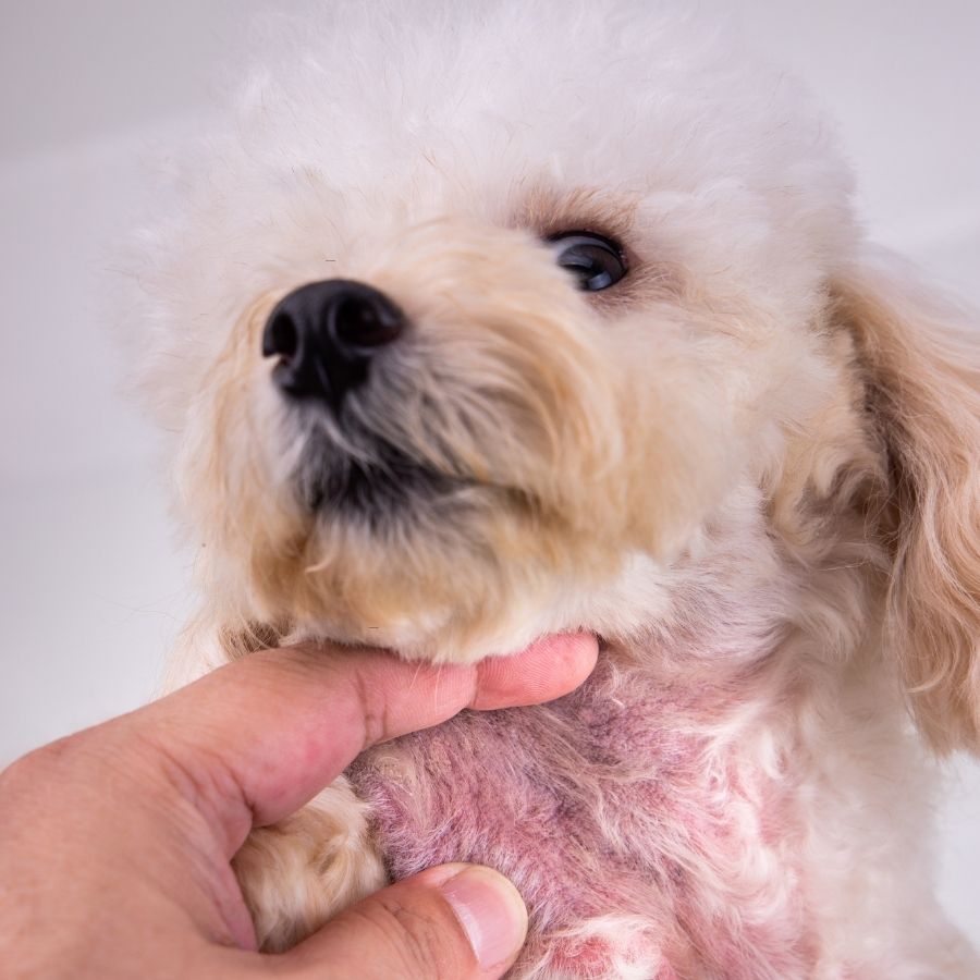 A person cradles a white dog featuring a red spot on its neck