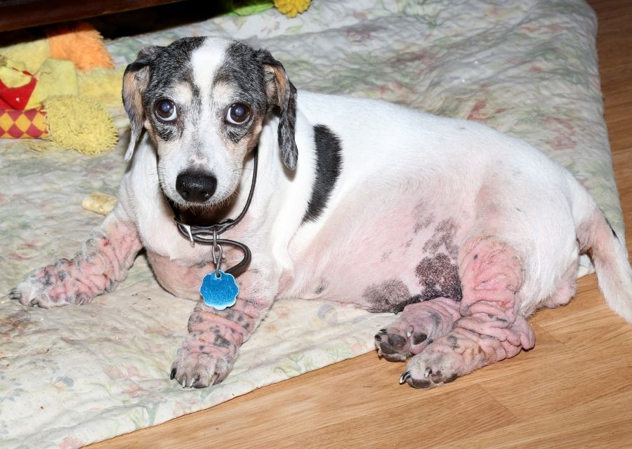 A dog with a prominent patch of skin on its face