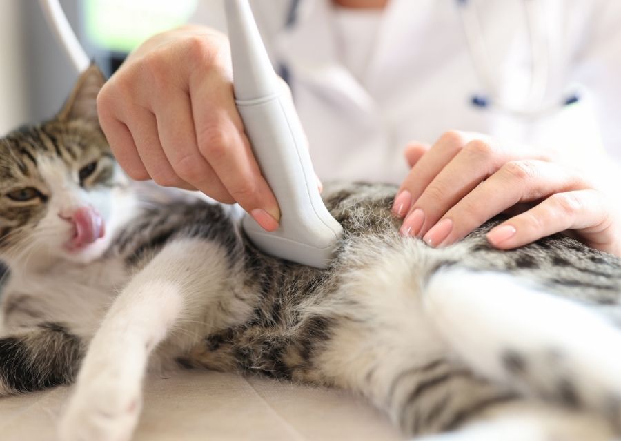 A person carefully trims a cat's fur using an electric hair trimmer