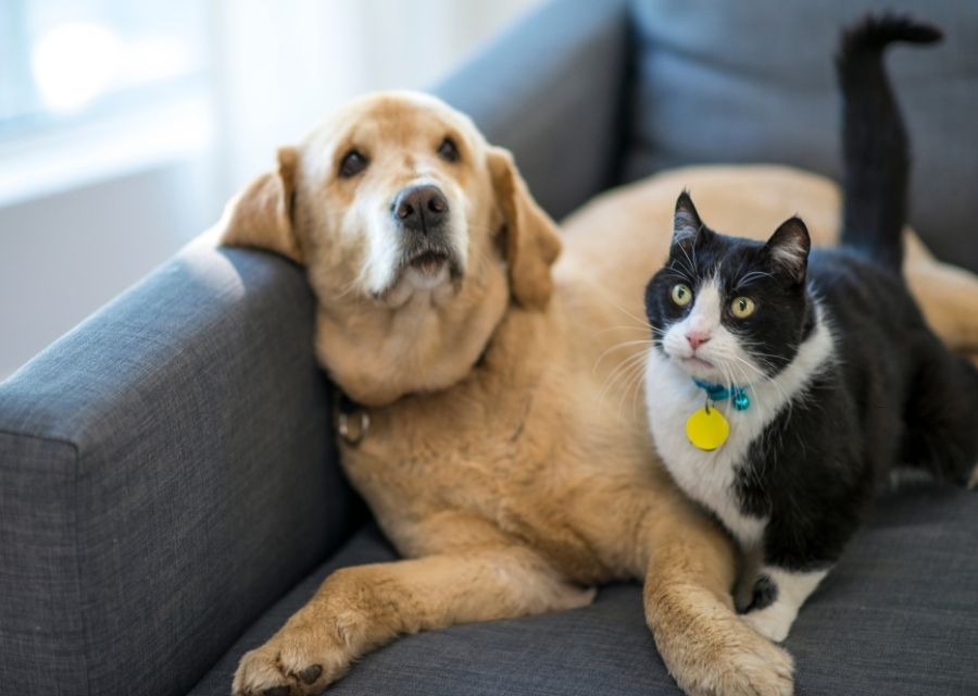 A dog and a cat resting on a couch