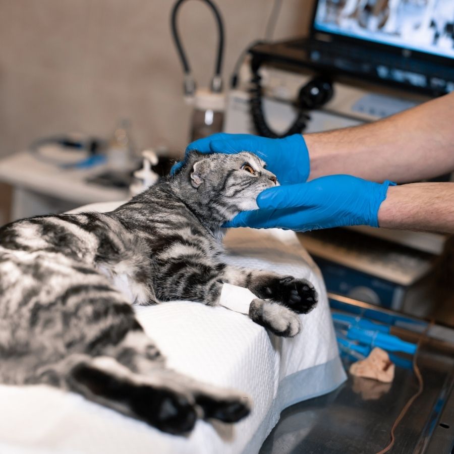 A person cradles a cat's head on a table