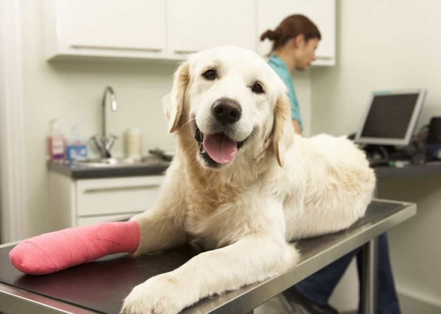 A dog with a leg cast rests on a table