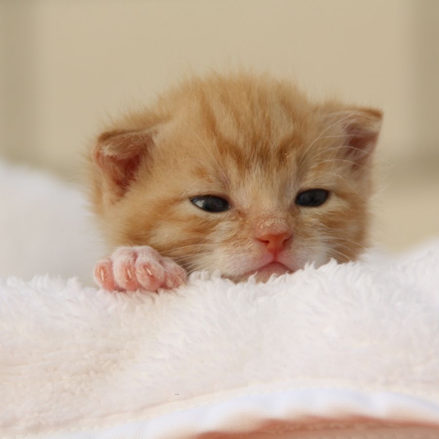 A small orange kitten is sprawled on a blanket