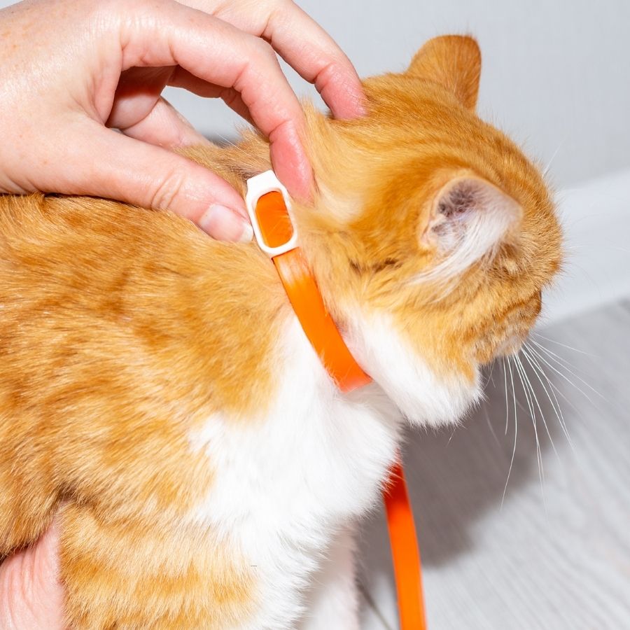 An individual is seen petting an orange cat on a leash