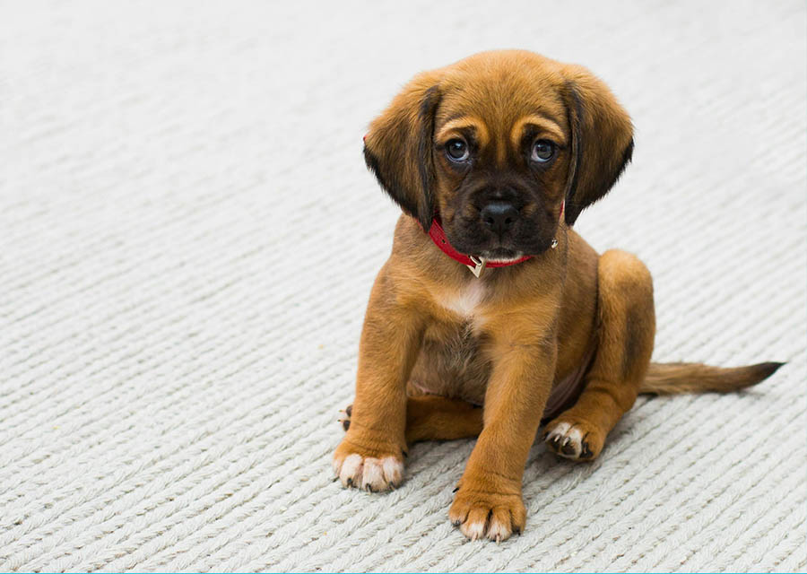 A small brown dog sits on the floor