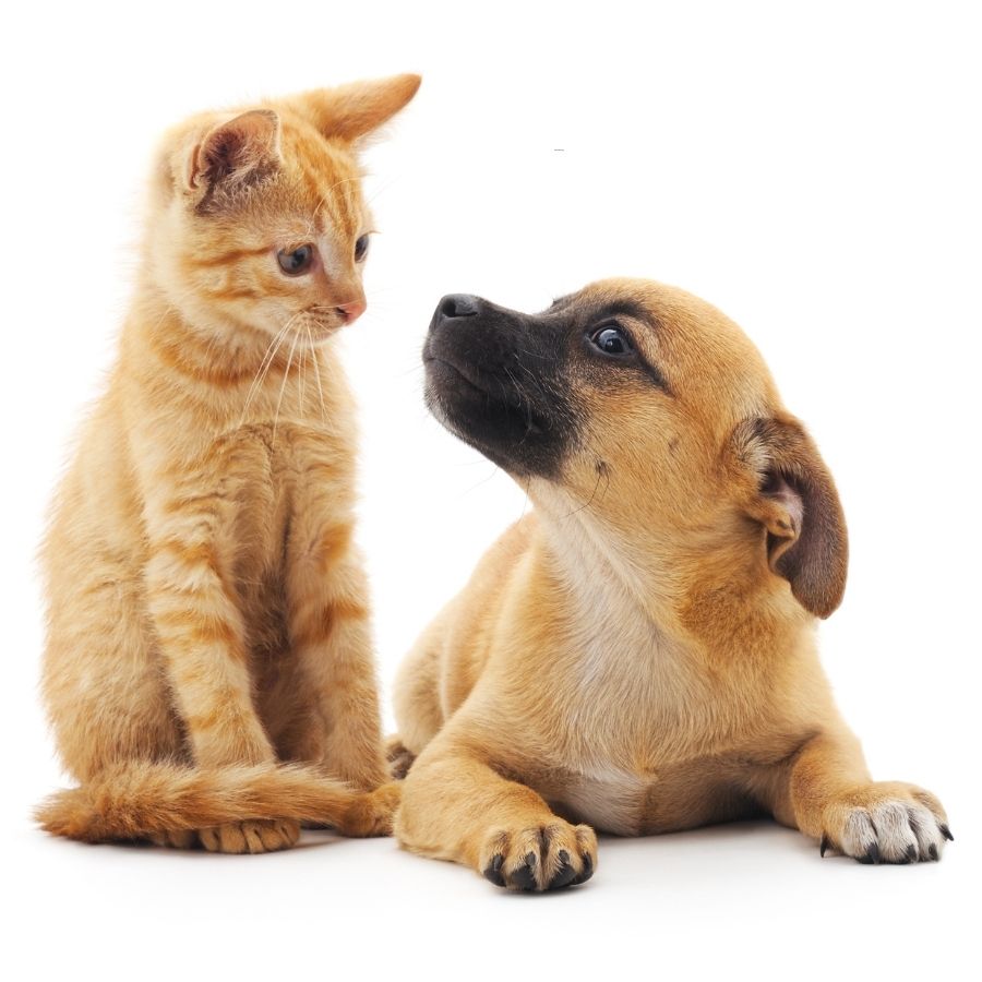 A small dog and a cat share a curious glance