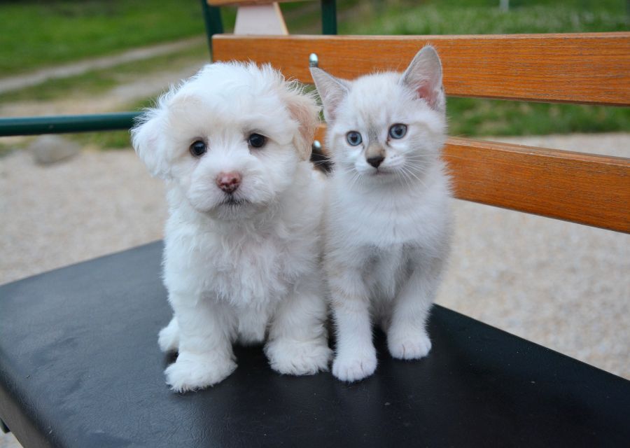 A white dog and a small white cat sit side by side on a bench