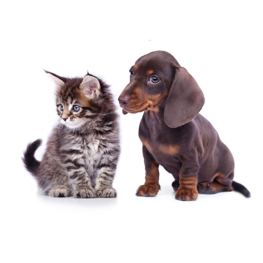 A dachshund and a kitten sit side by side