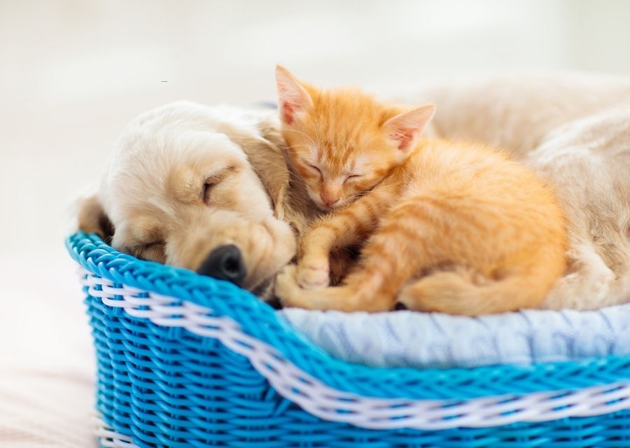 A dog and cat nestled together in a basket