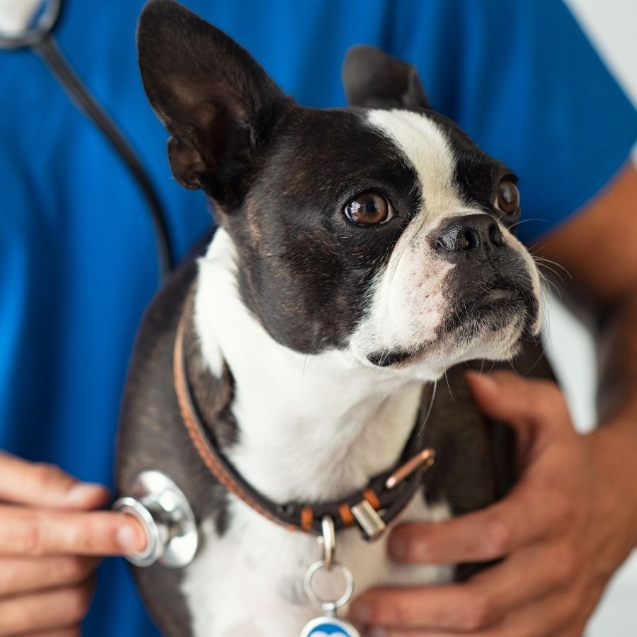 A Boston Terrier being examined by a veterinarian