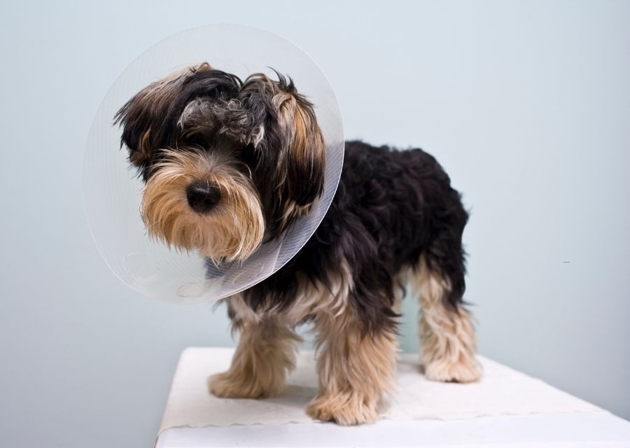 A dog with a cone on its head