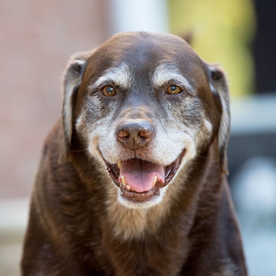 An elderly dog beams with a smile