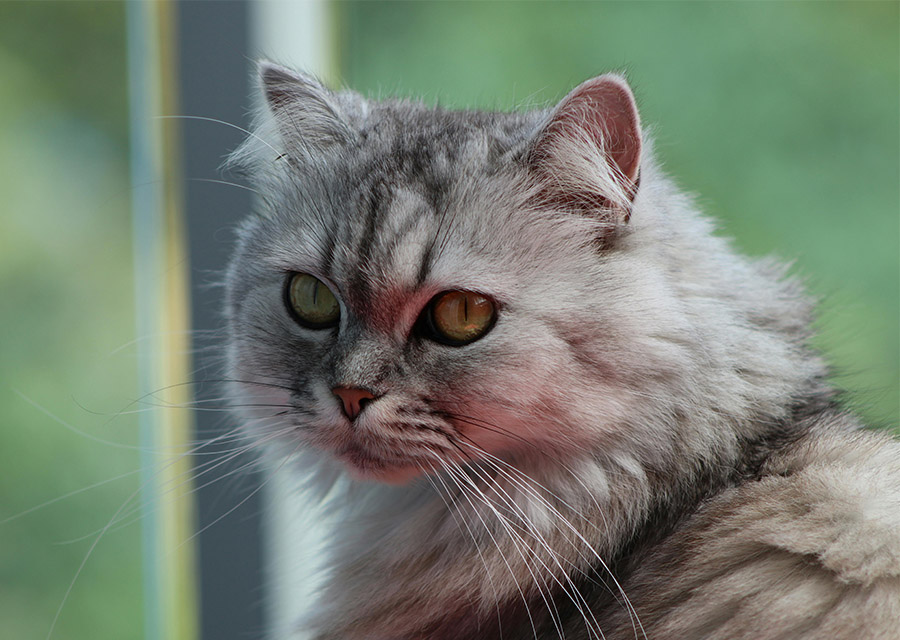 A gray cat sits on a window sill