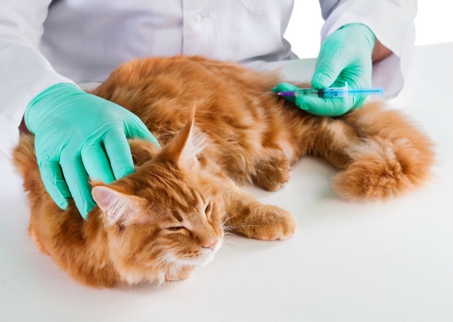 A person wearing a white coat is providing an injection to a cat during a veterinary examination.