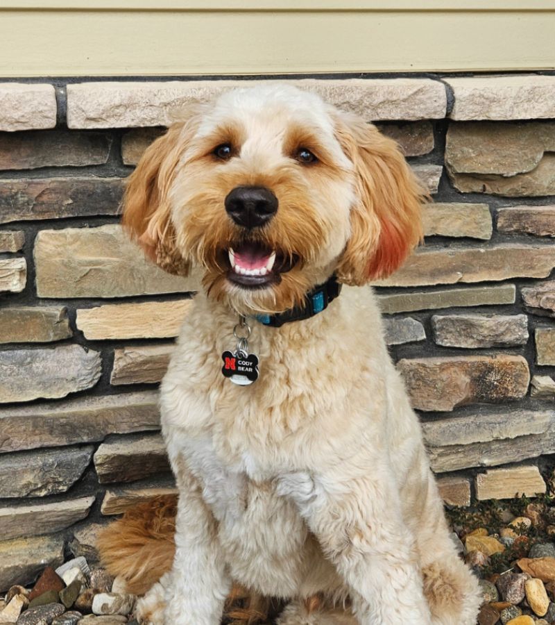 Cody Bear